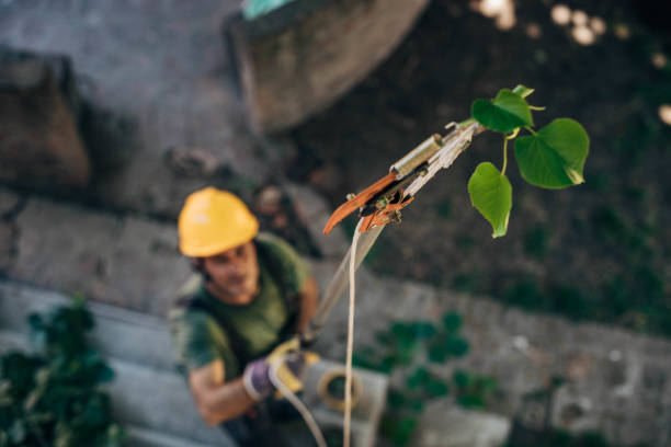 How Our Tree Care Process Works  in  Midland, WA